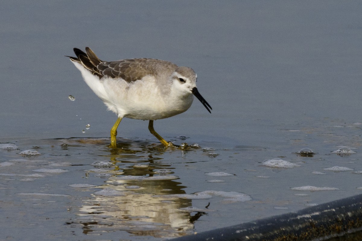 Wilson's Phalarope - ML177974311