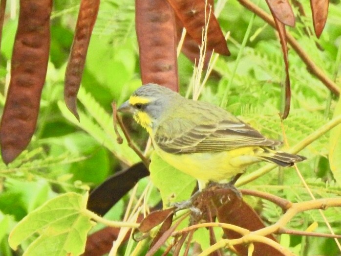 Yellow-fronted Canary - ML177975961