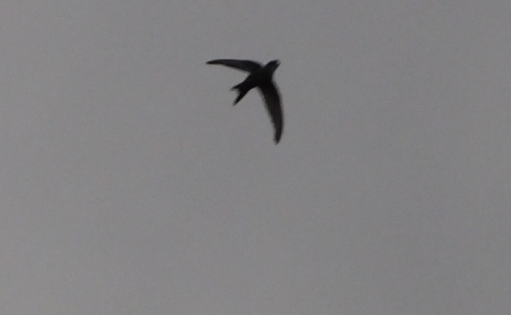 Pacific Swift - ML177977101