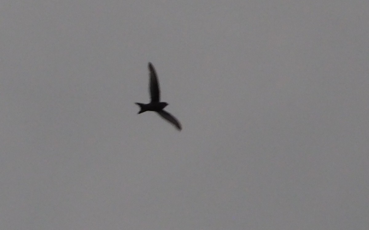 Pacific Swift - ML177977111