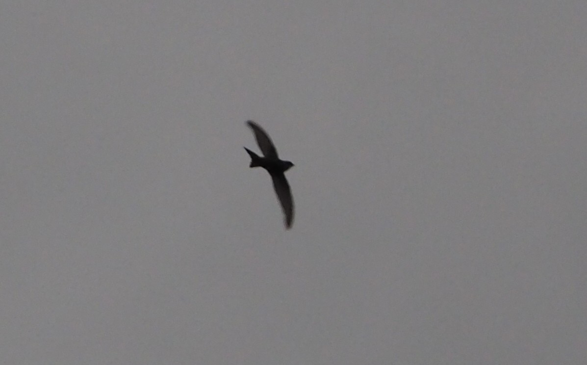 Pacific Swift - ML177977121