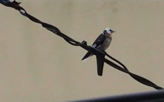 Pacific Swallow - ML177979531