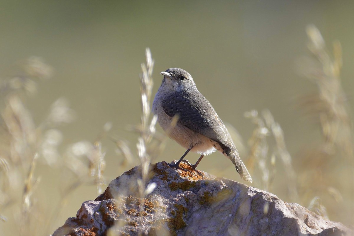 Rock Wren - ML177980391