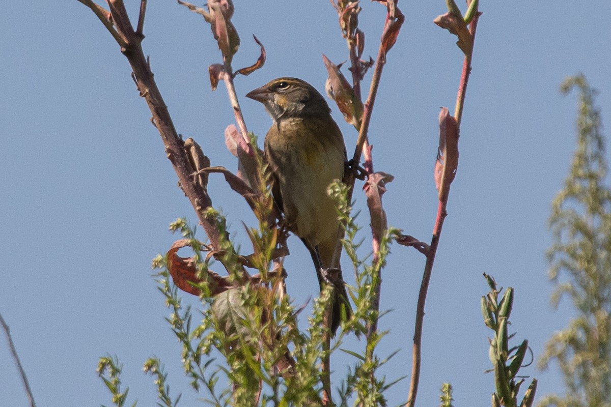 Dickcissel d'Amérique - ML177980811