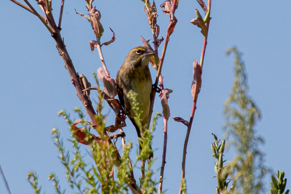 Dickcissel d'Amérique - ML177980821