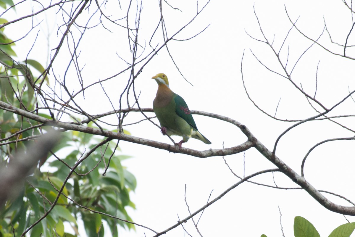 Pink-spotted Fruit-Dove - John C. Mittermeier