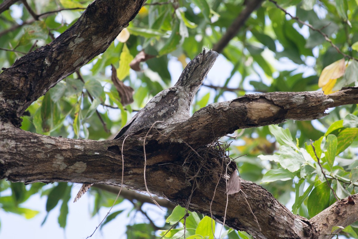 Papuan Frogmouth - John C. Mittermeier