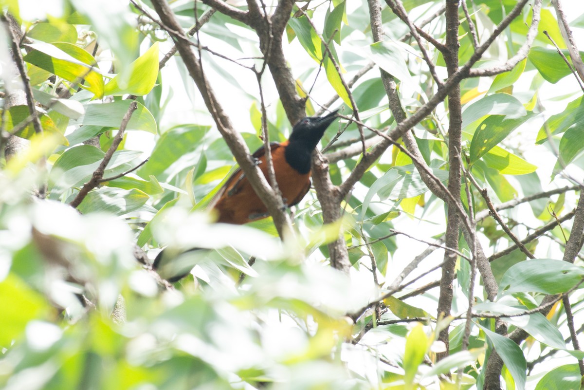 Hooded Pitohui - ML177982581