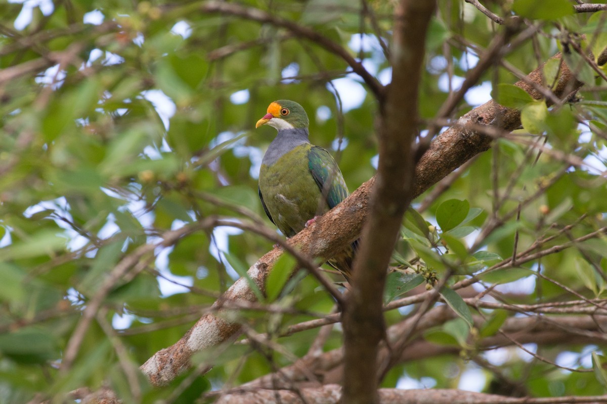 Orange-fronted Fruit-Dove - ML177982611