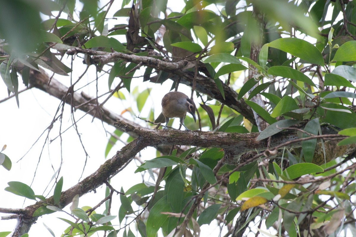 Tawny-breasted Honeyeater - ML177982641