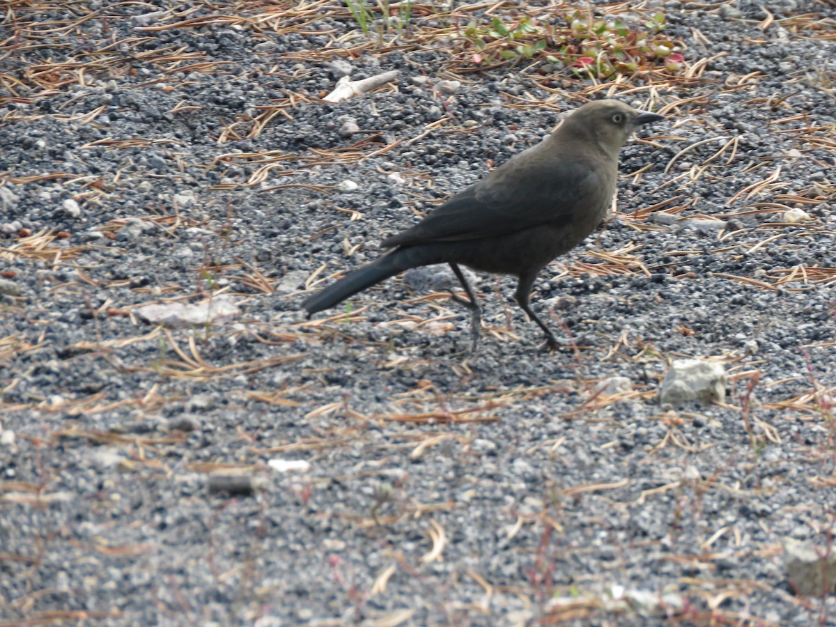 Brewer's Blackbird - ML177982691