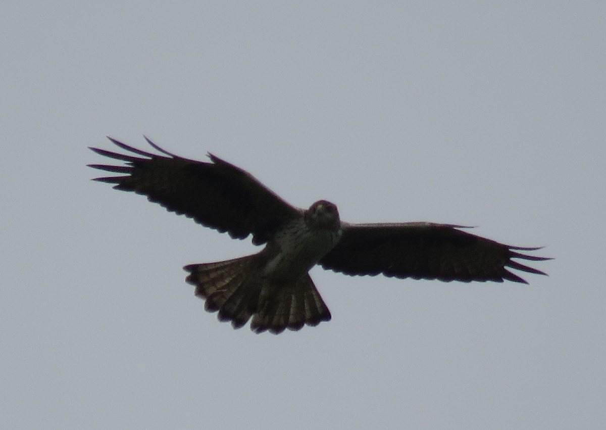 Bonelli's Eagle - Santharam V