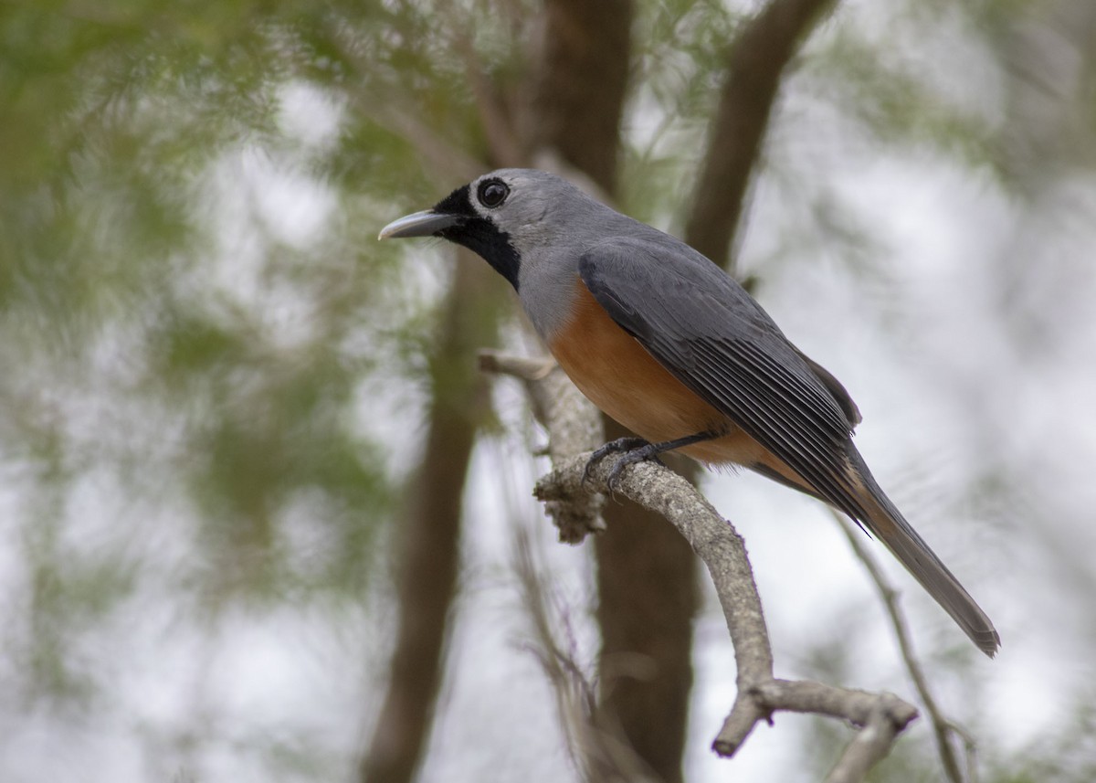 Black-faced Monarch - ML177984791