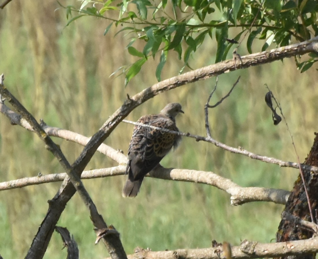 European Turtle-Dove - ML177985021