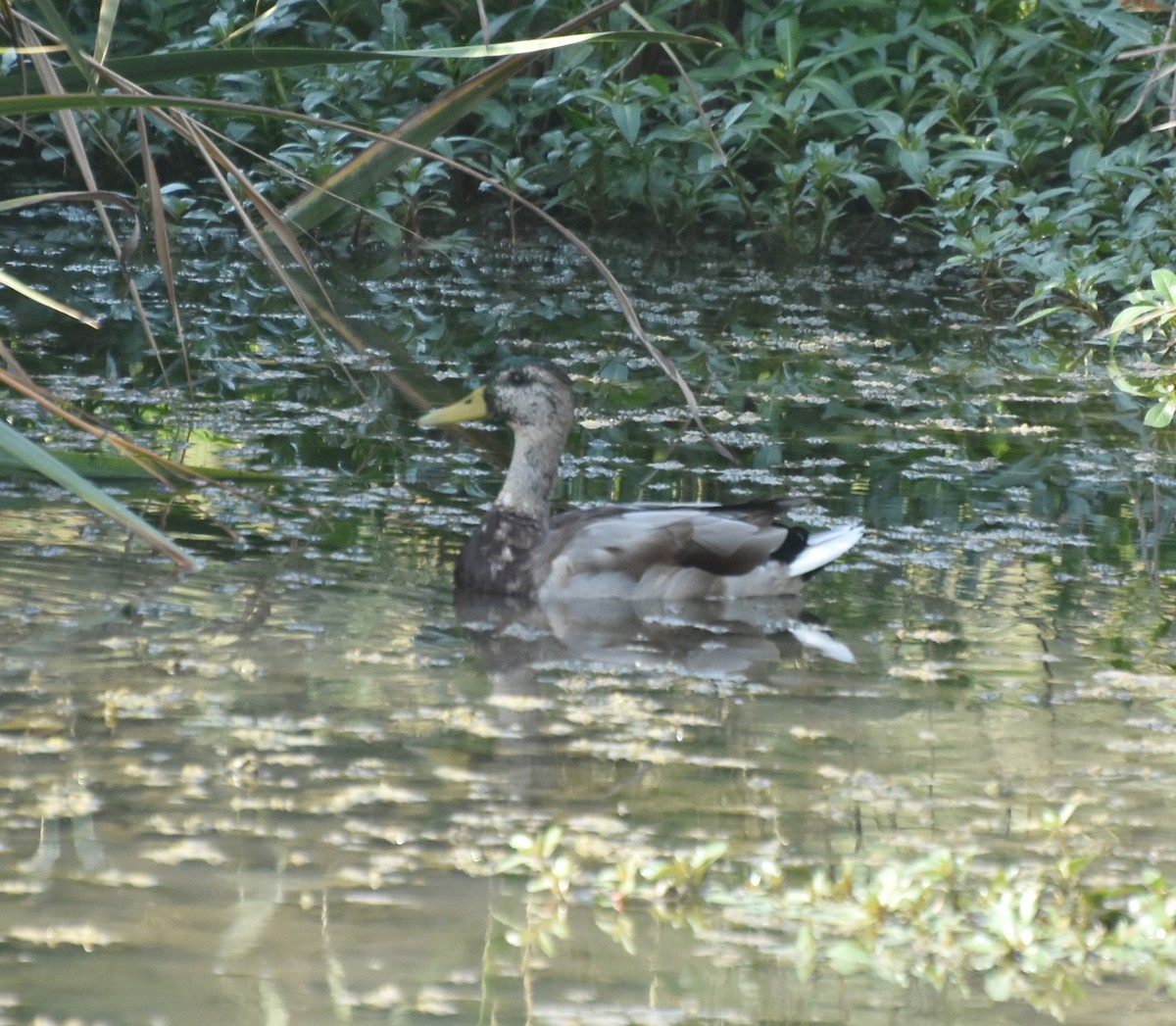 Mallard - Phyllis Weintraub