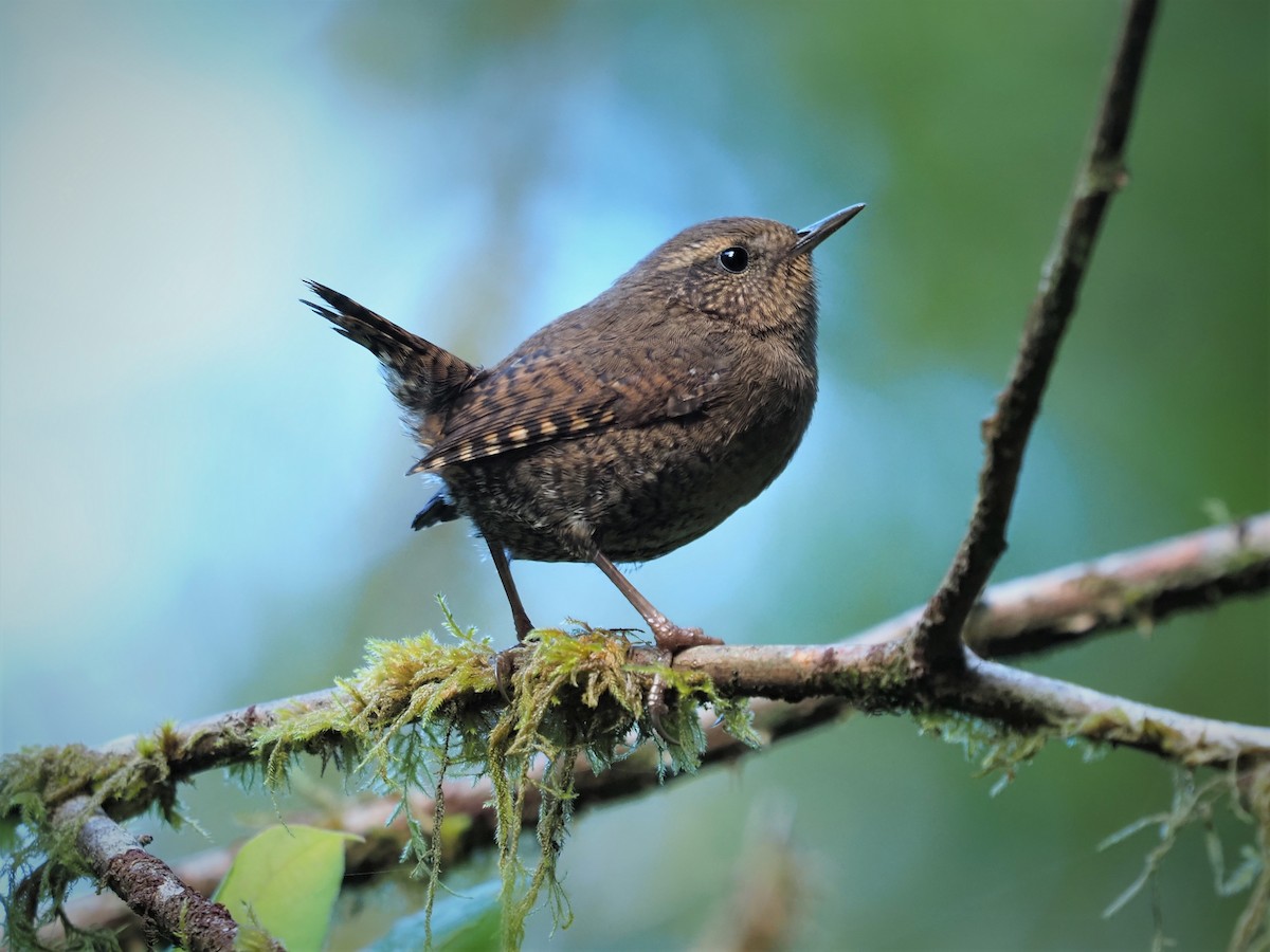 Pacific Wren - ML177985131