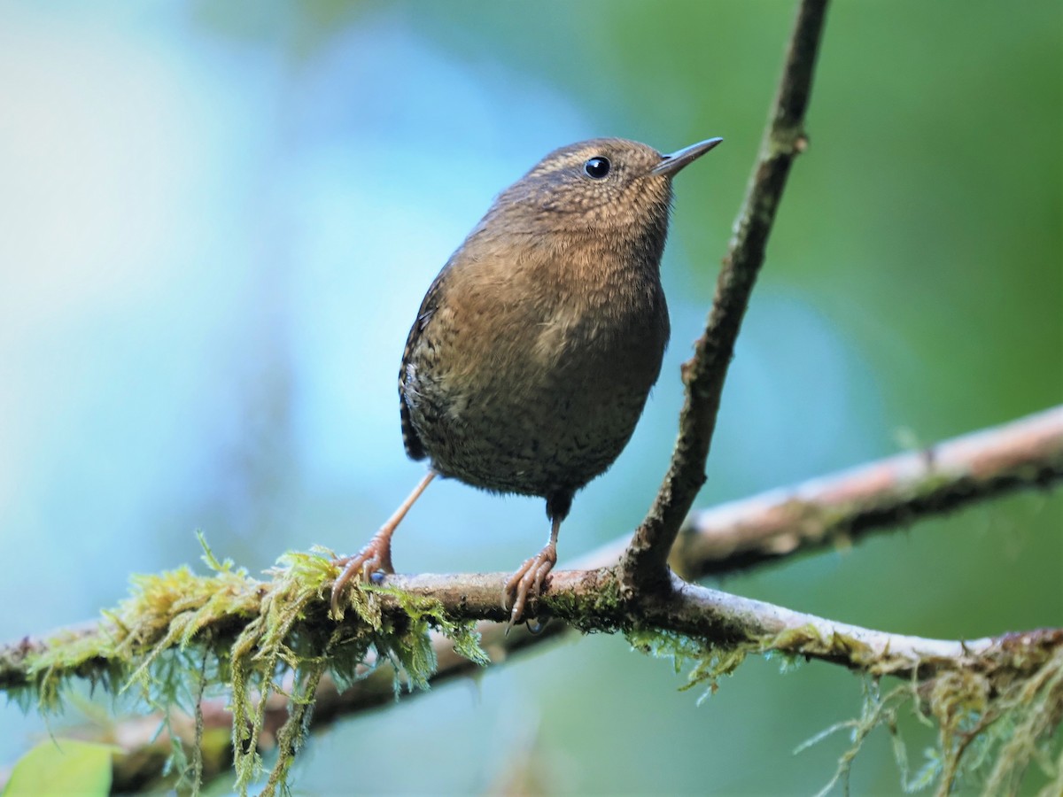 Pacific Wren - ML177985141