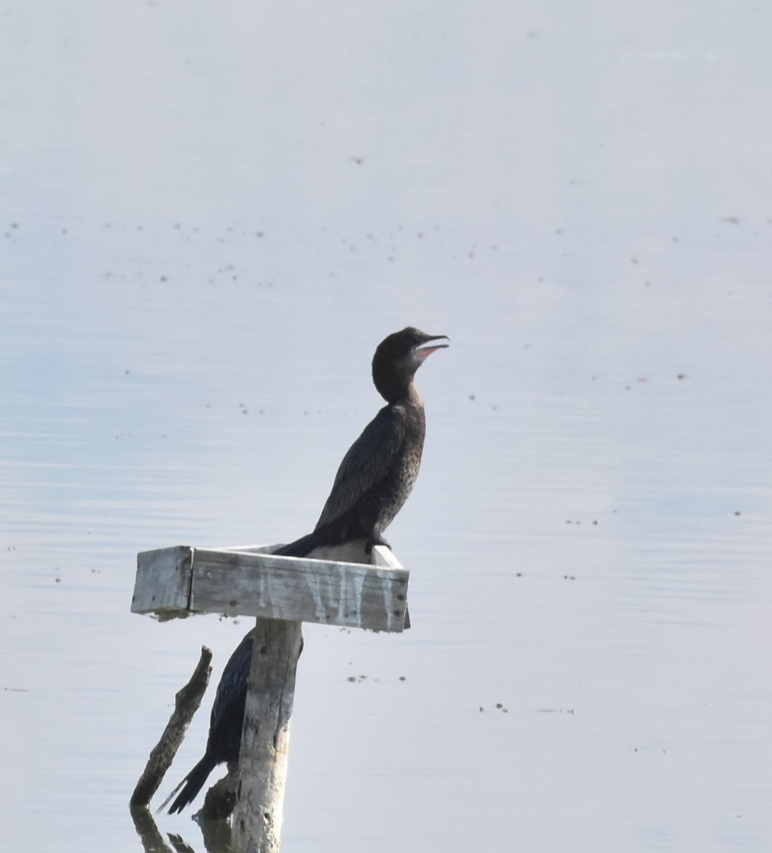 Pygmy Cormorant - ML177985191