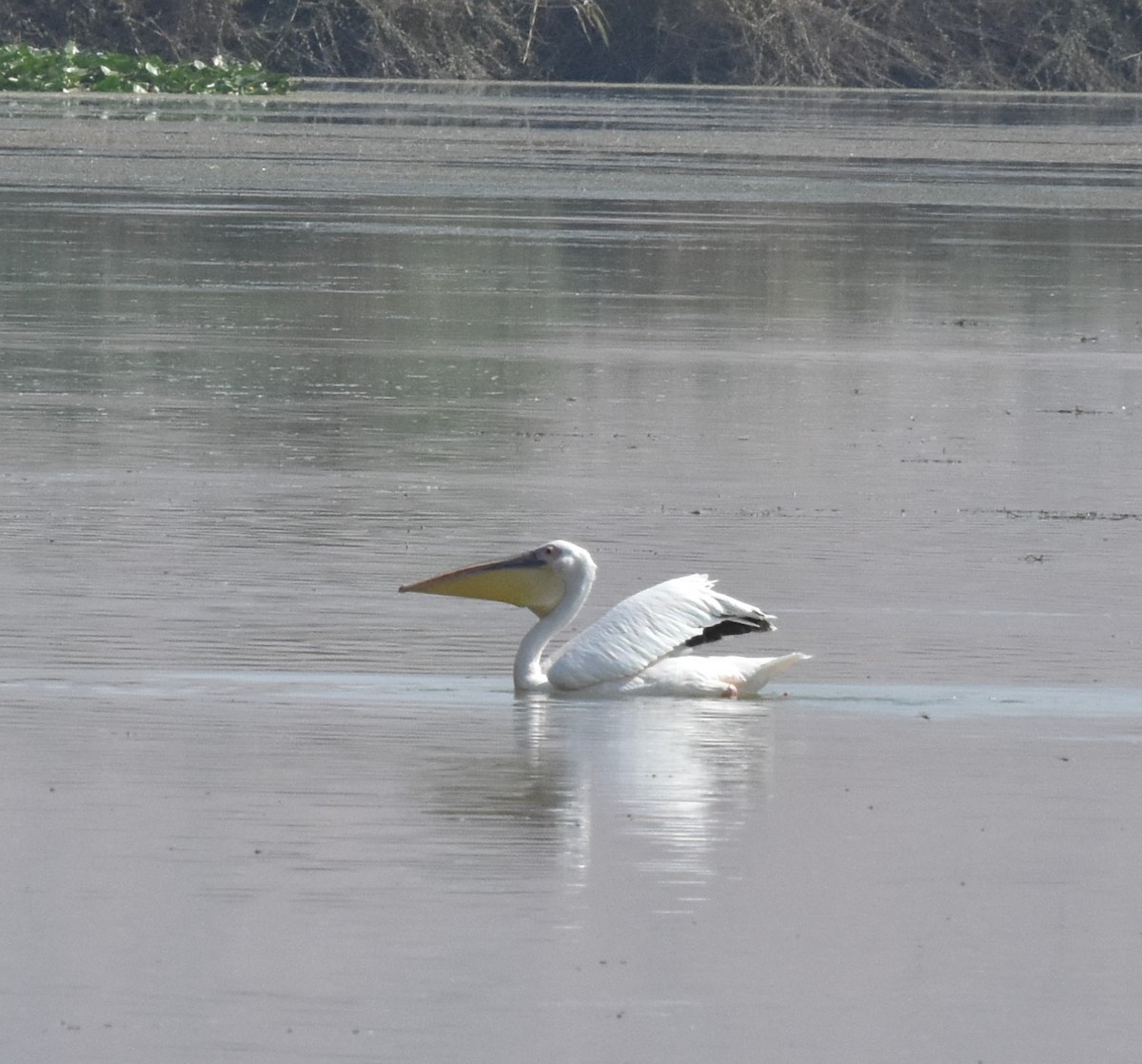 Great White Pelican - Phyllis Weintraub