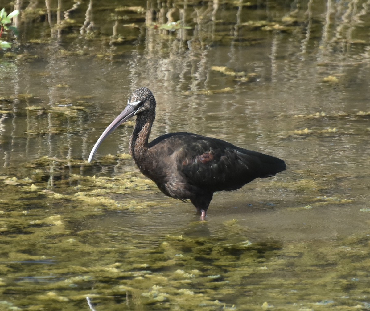 ibis hnědý - ML177985271