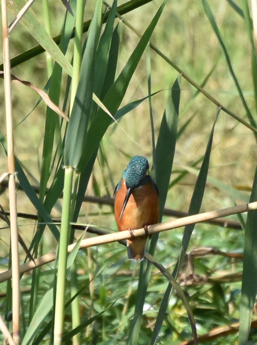 Common Kingfisher - ML177985321