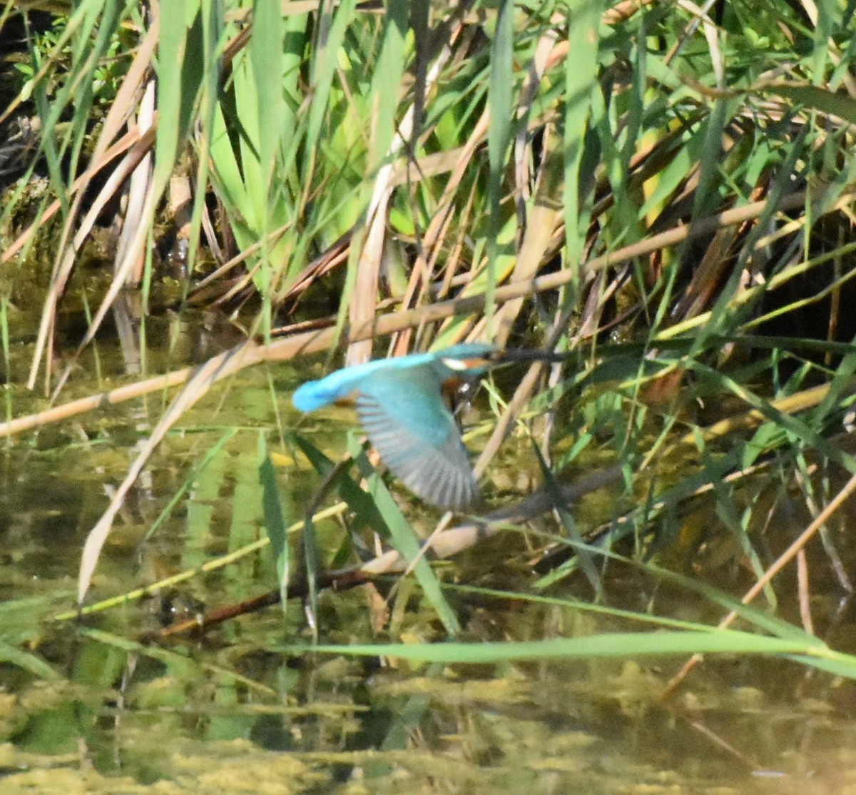 Common Kingfisher - ML177985441