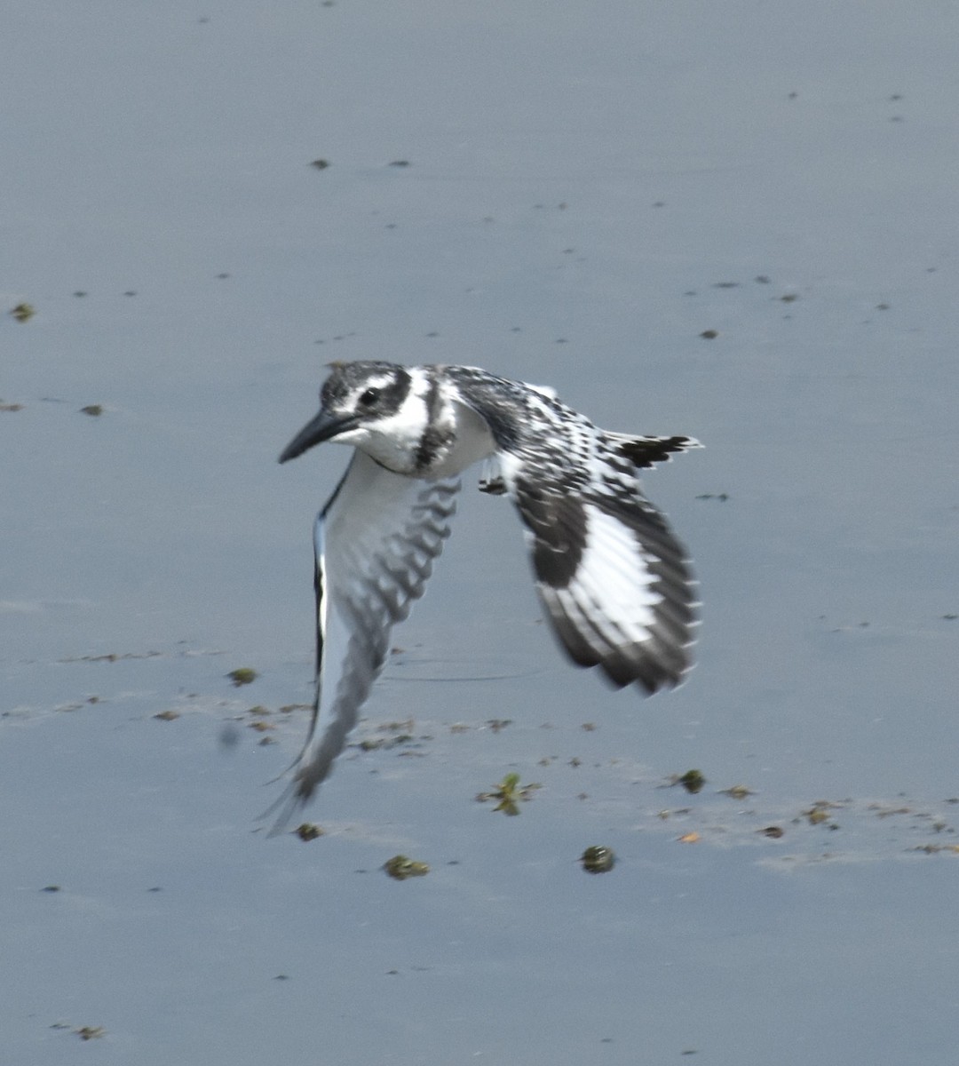 Pied Kingfisher - ML177985501