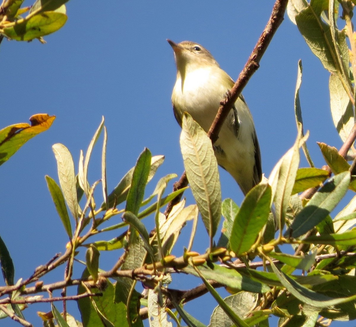 Western Warbling Vireo - Petra Clayton