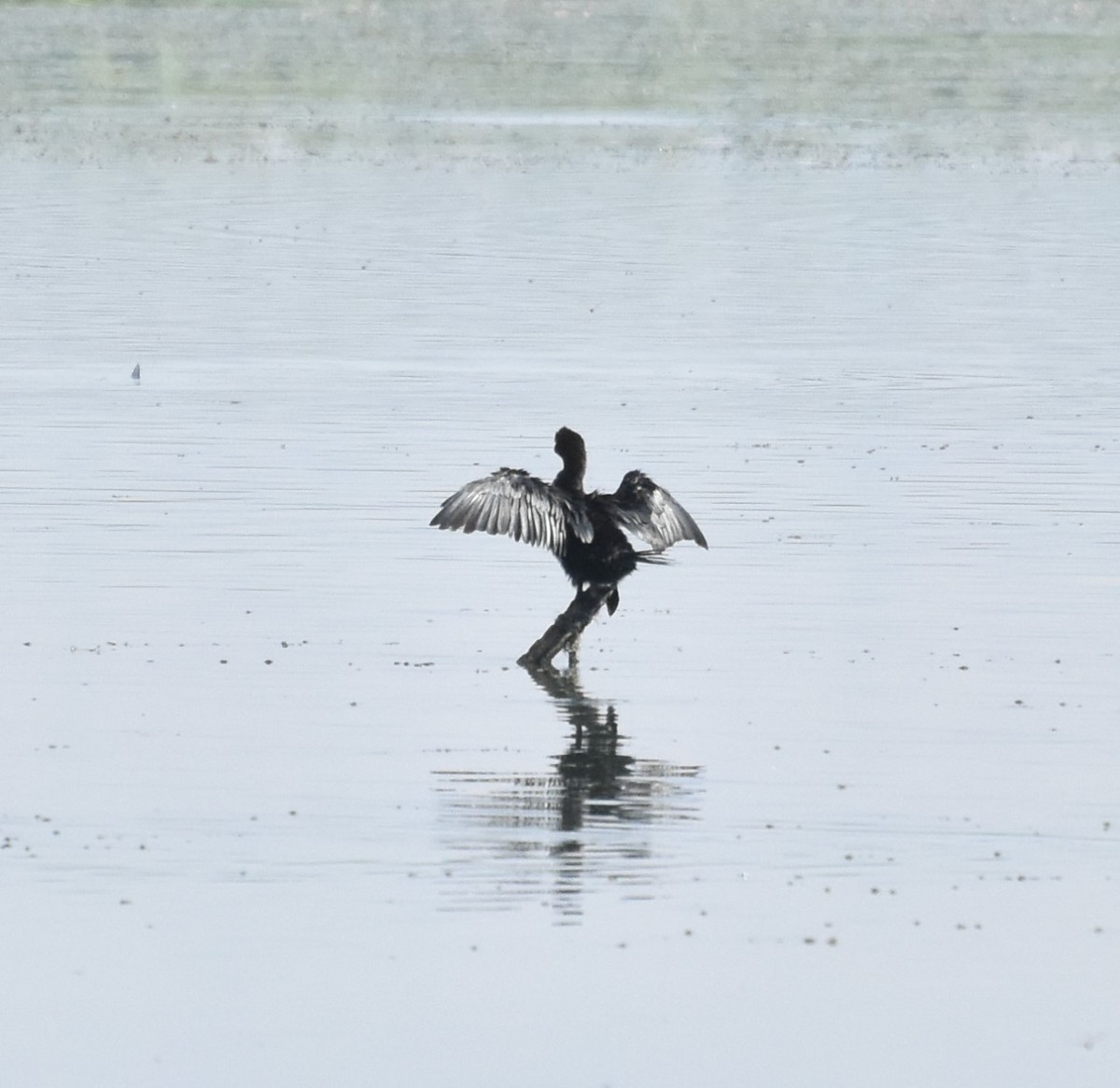 Pygmy Cormorant - ML177986621