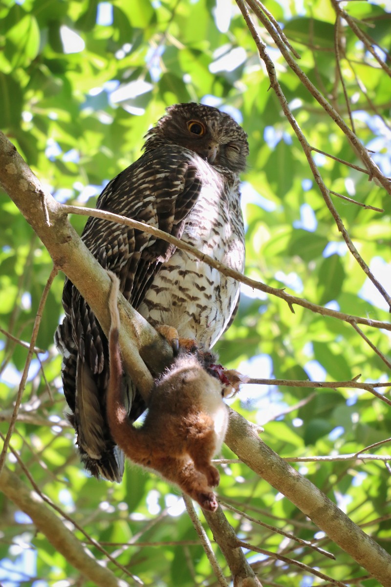 Powerful Owl - Sylvia Alexander