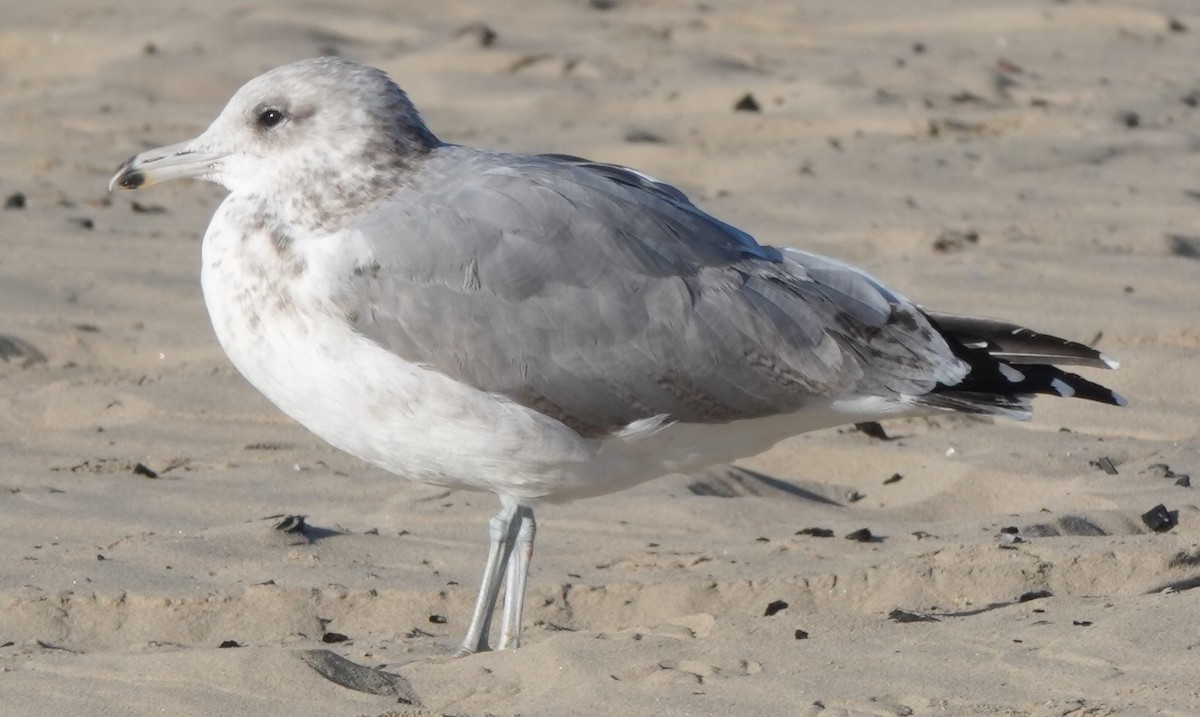 California Gull - ML177994931