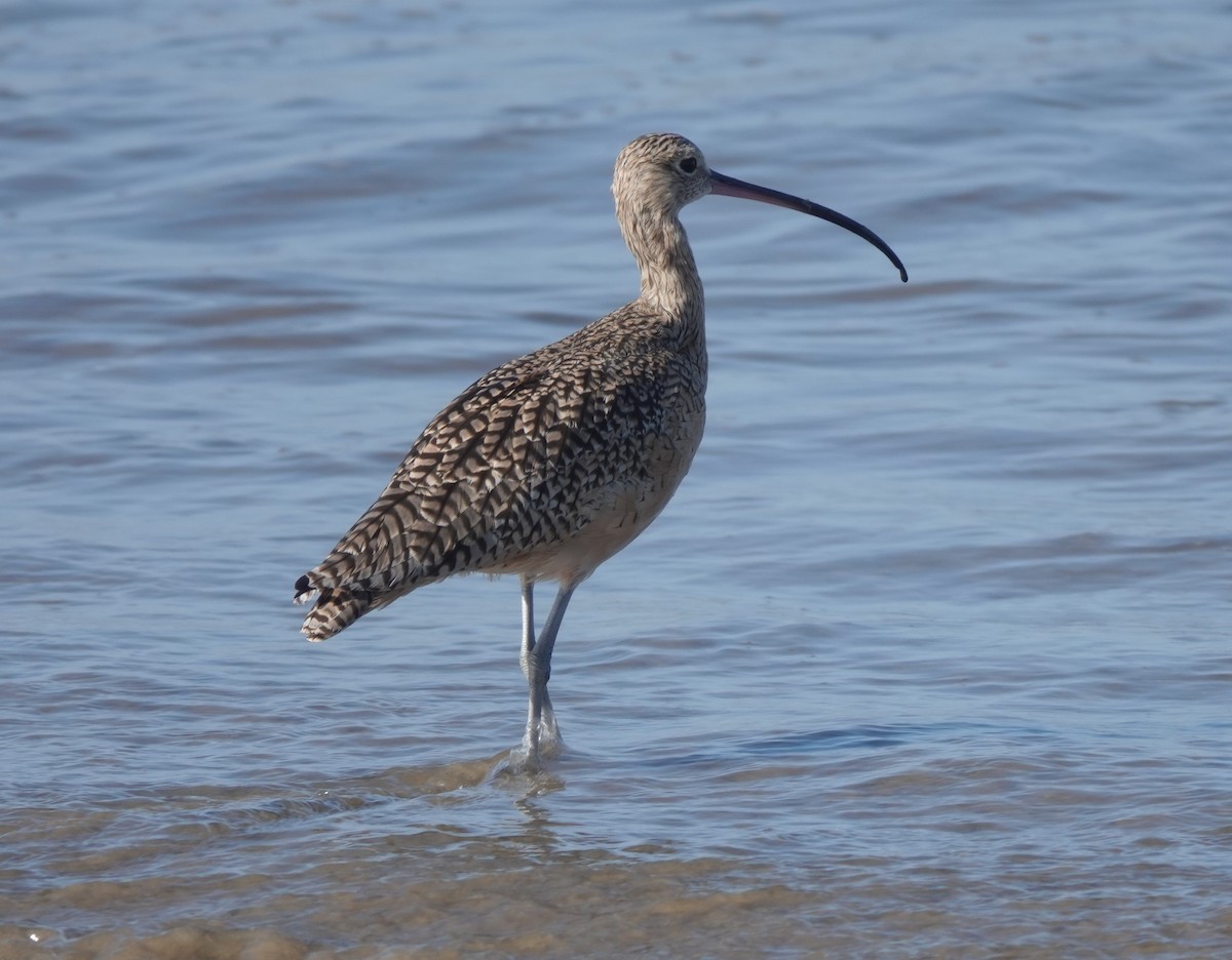 Long-billed Curlew - ML177995221