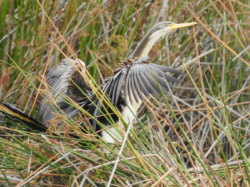 Austral-Schlangenhalsvogel - ML177996211