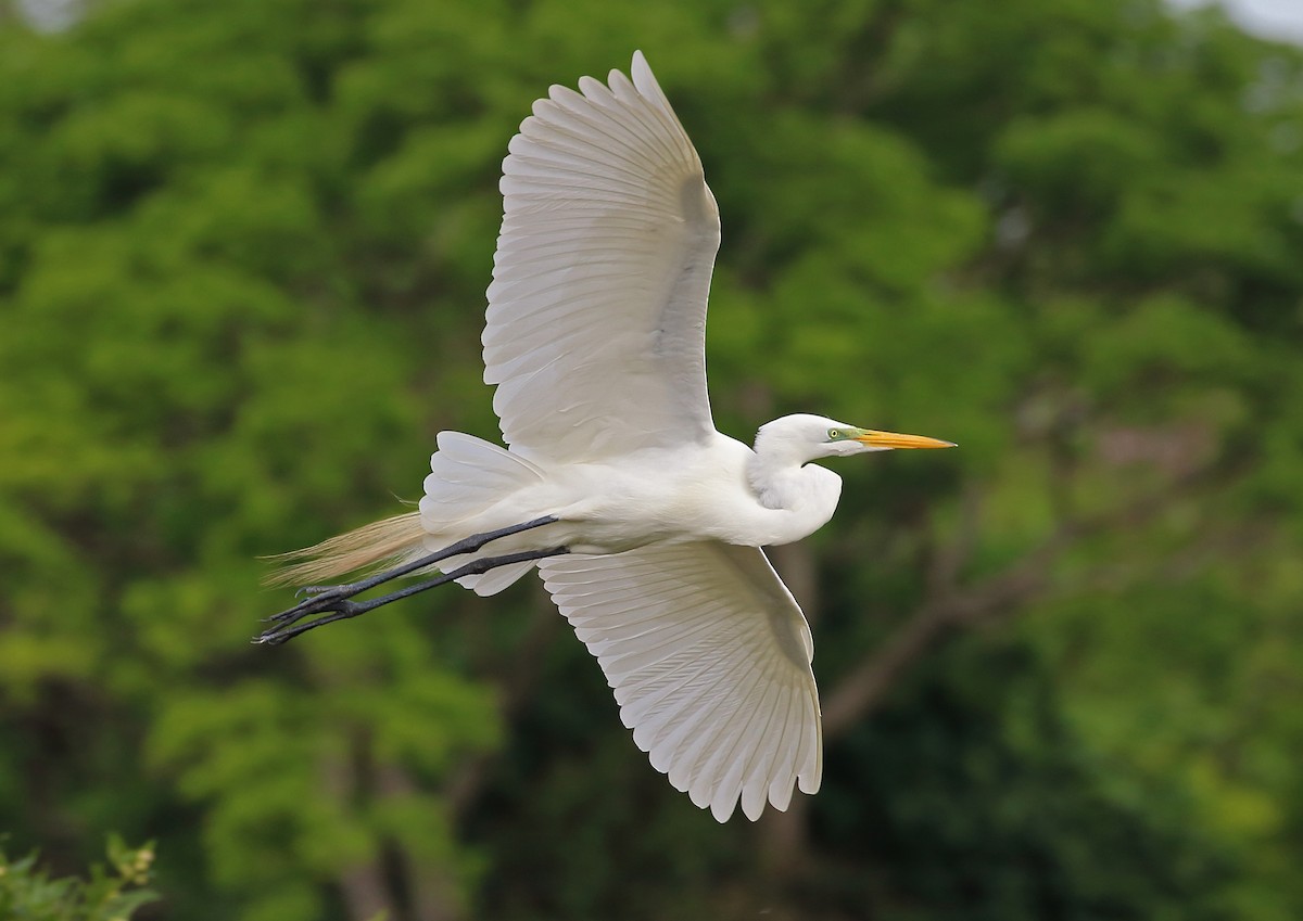 Great Egret - ML177996921