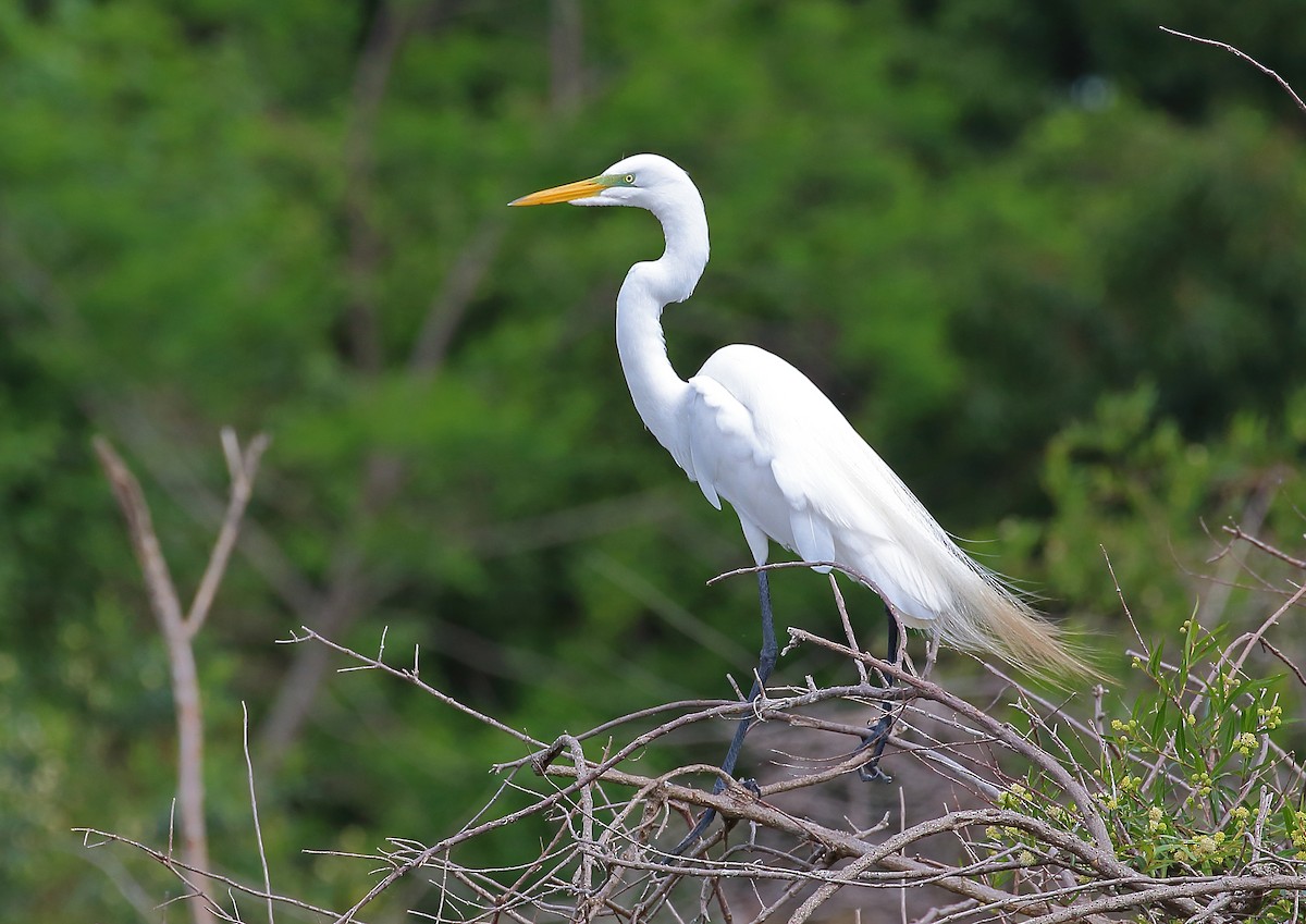 Great Egret - ML177996931