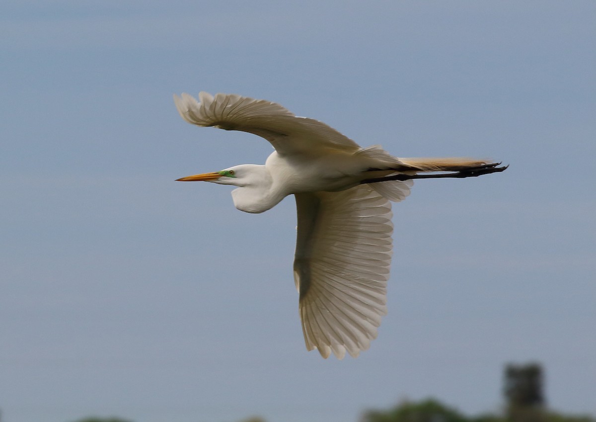 Great Egret - ML177996941