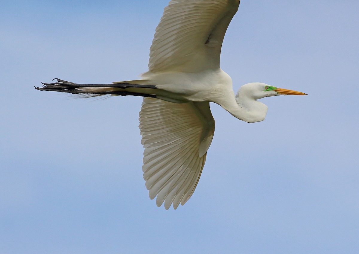 Great Egret - ML177996951