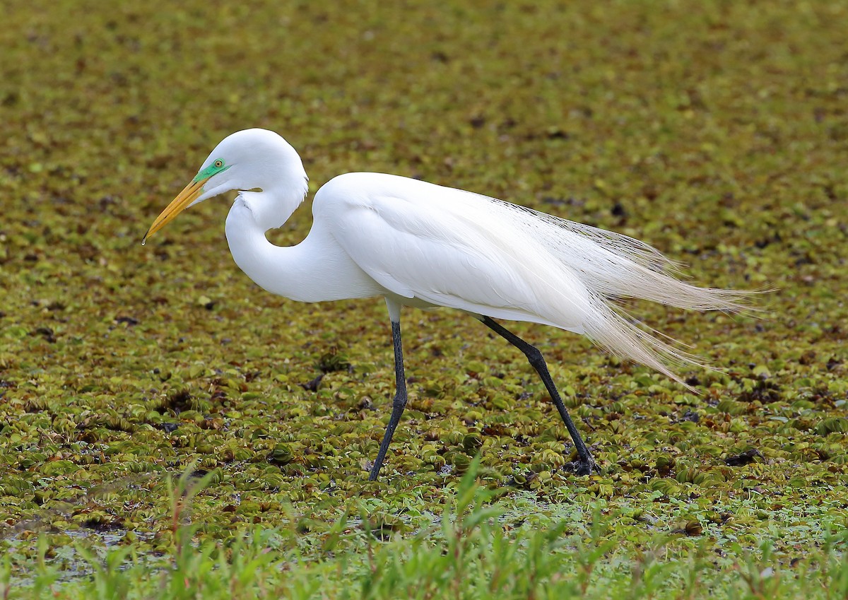 Great Egret - ML177996961