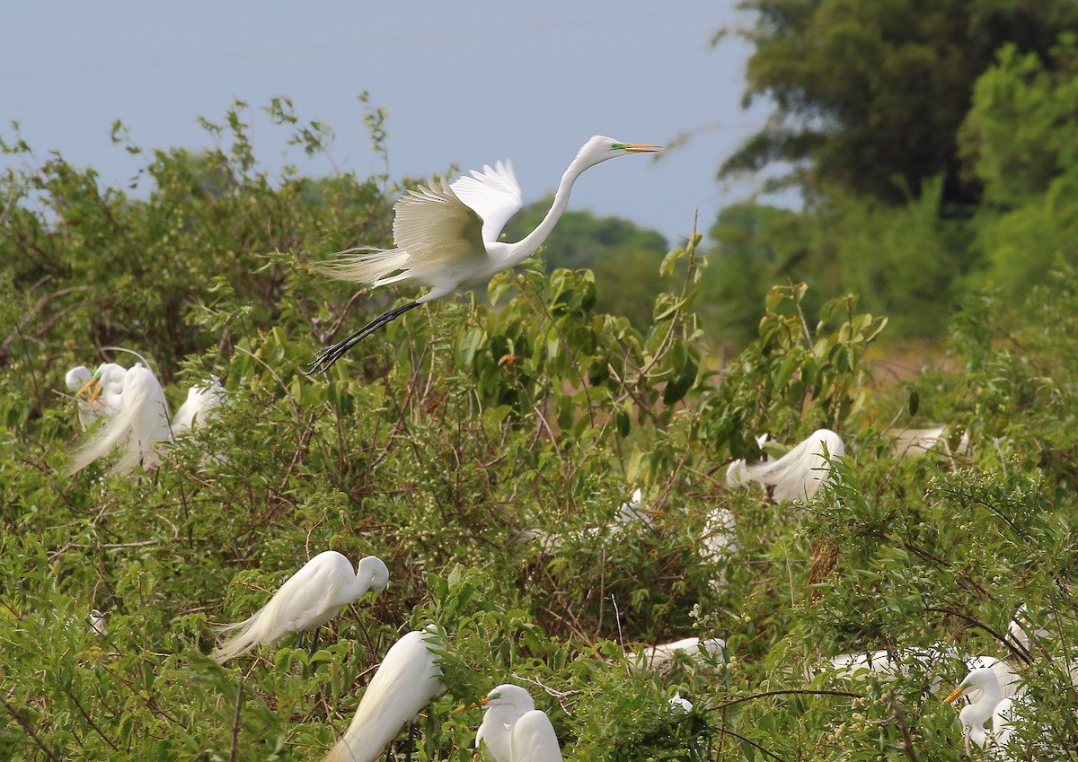 Great Egret - ML177996971