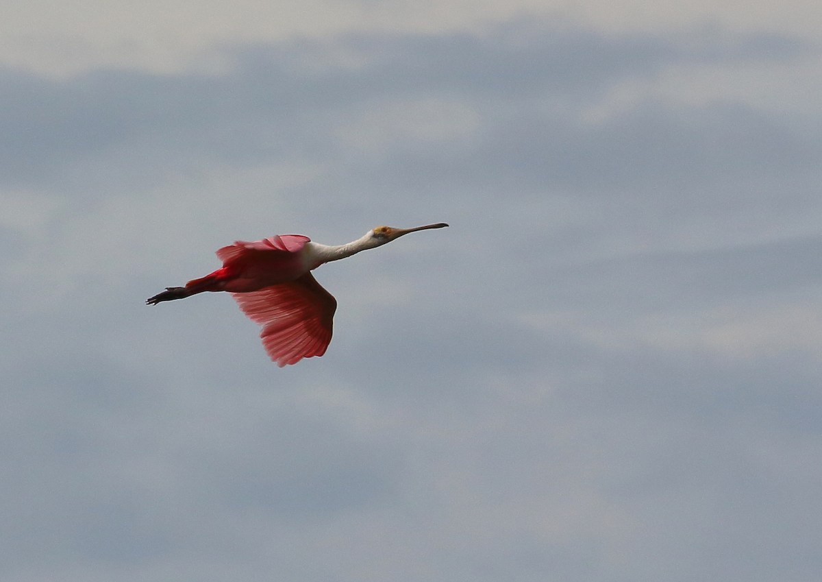 Roseate Spoonbill - ML177996991