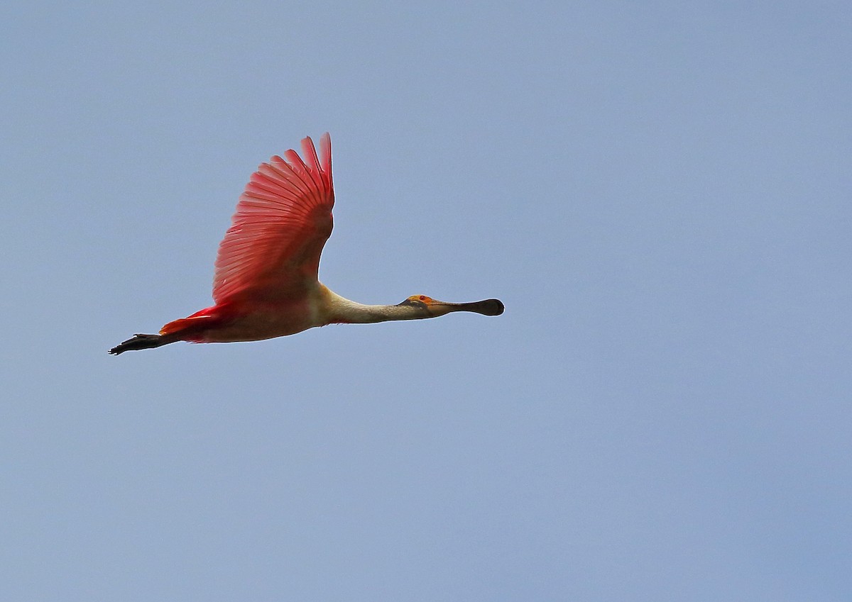 Roseate Spoonbill - ML177997001