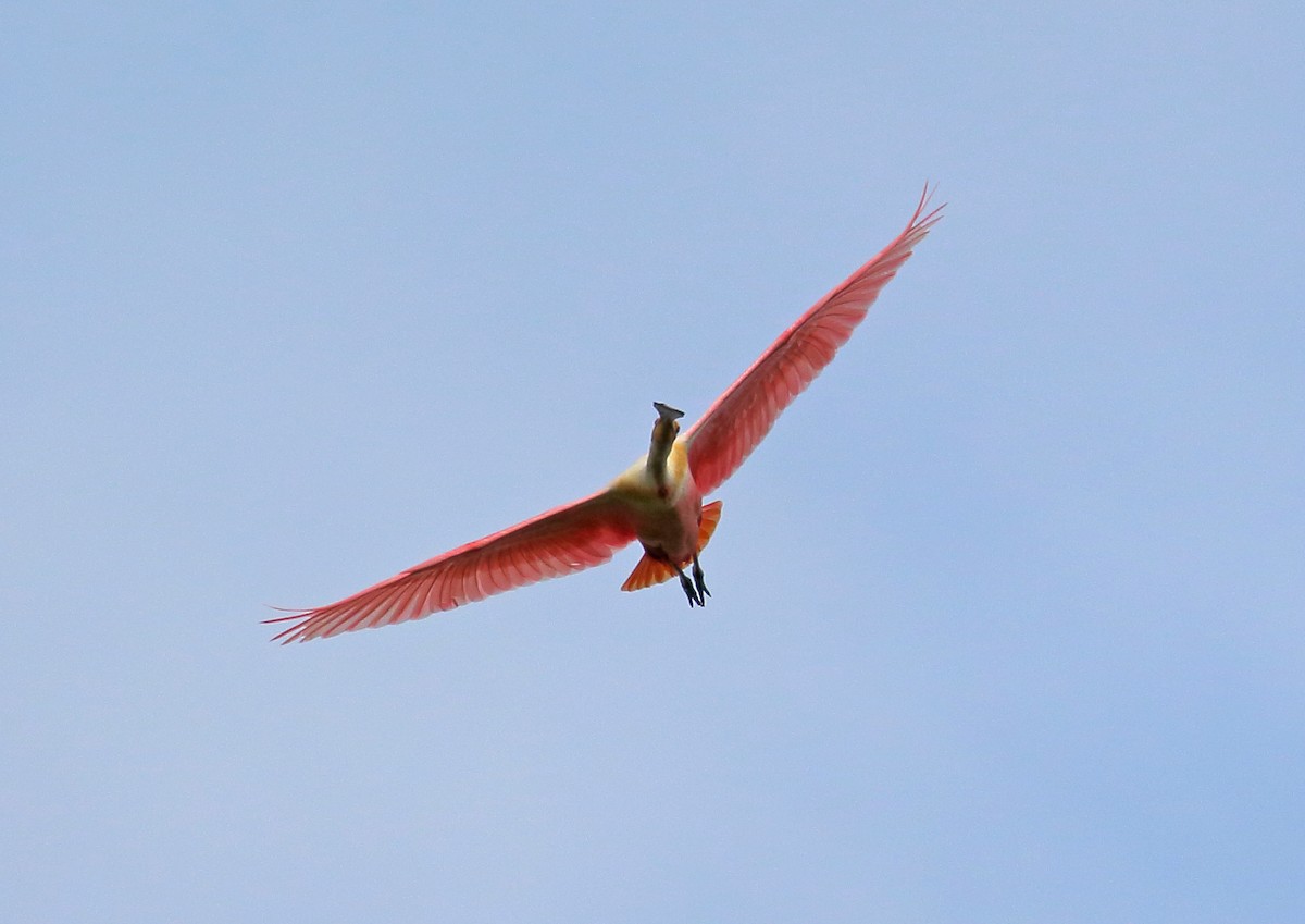 Roseate Spoonbill - ML177997011