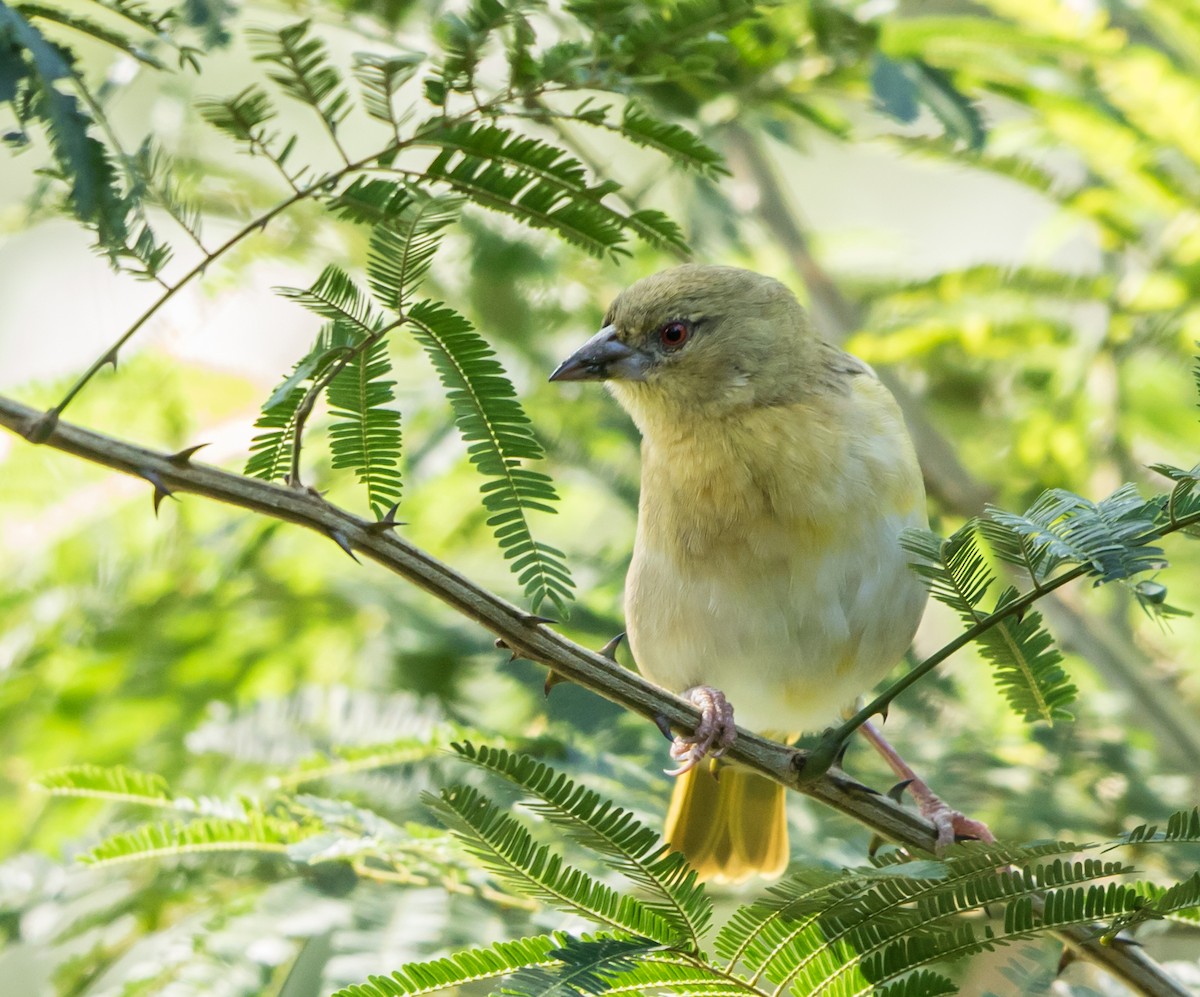 Village Weaver - ML177997311