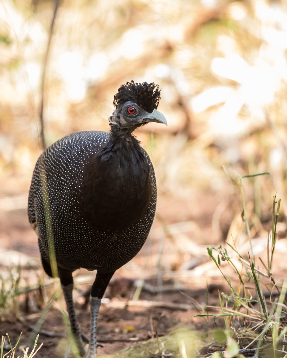 Southern Crested Guineafowl - ML177997521