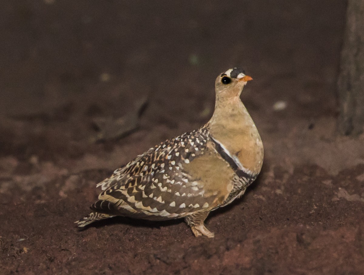 Double-banded Sandgrouse - ML177997541