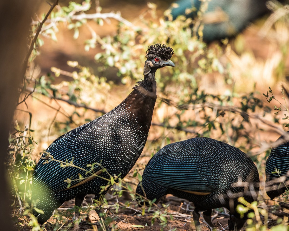 Southern Crested Guineafowl - ML177997601