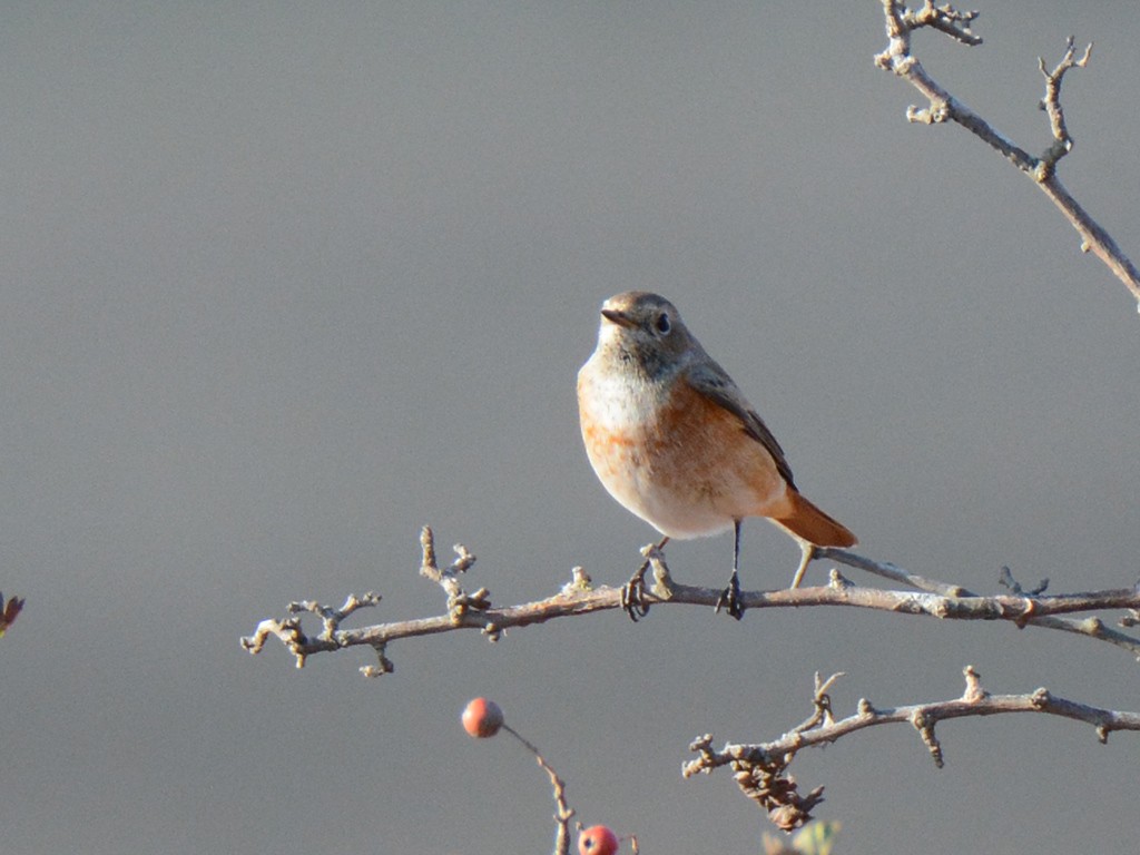 Common Redstart - ML177997811