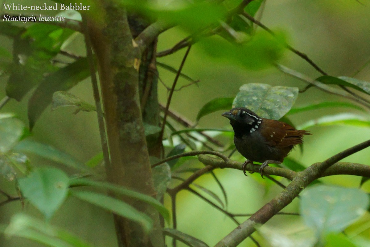 White-necked Babbler - ML177998831