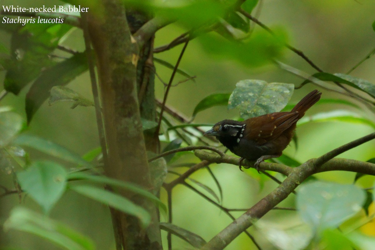 White-necked Babbler - ML177998841