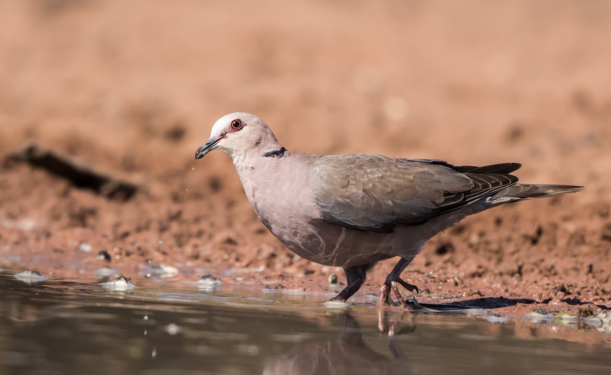 Red-eyed Dove - ML178000961